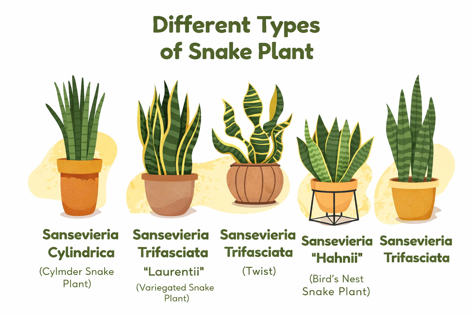 10+ Valuable Benefits of Snake Plant You Need to Know! - Archwhispers