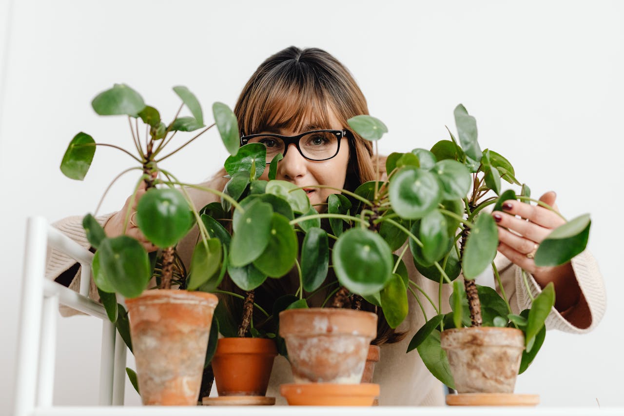 12 Special Chinese Money Plant Benefits: Know It All! - Archwhispers